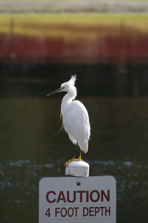 /Images/uploads/Sonoma County Regional Parks Foundation/springlake50/entries/29139thumb.jpg